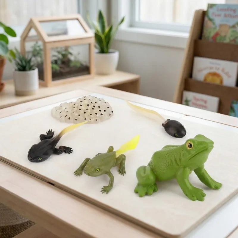 Animal Life Cycle Educational Montessori Toy for Kids